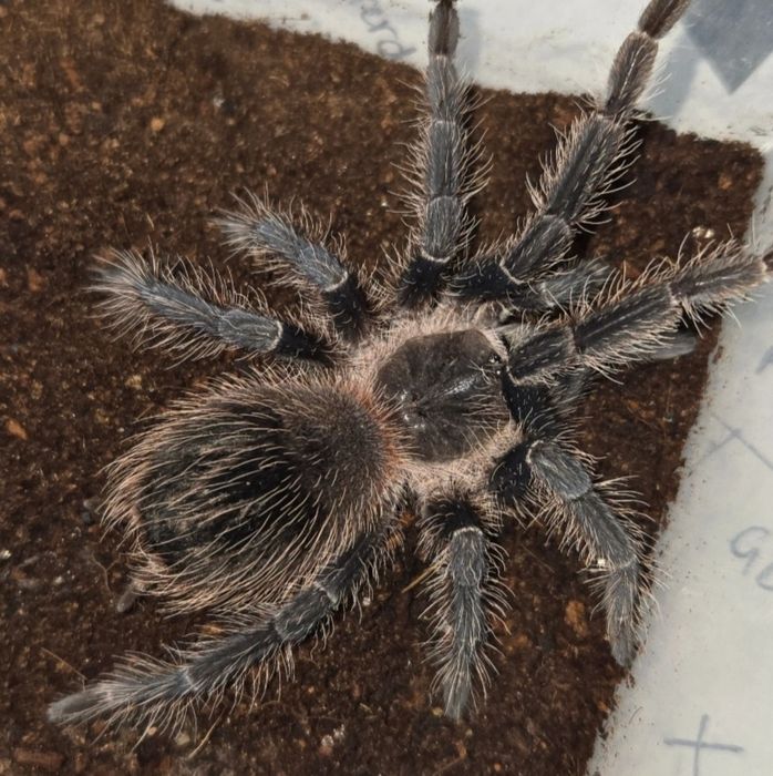 Ptasznik Lasiodora Striatipes L6