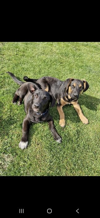 Dwa piękne pieski szukają domu