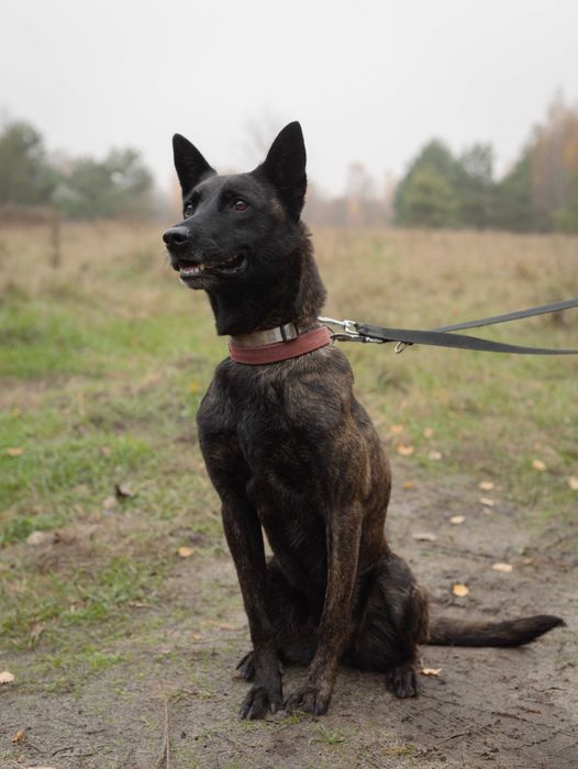 Suczka do adopcji MIA