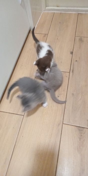 Віддам кошенят в хороші руки