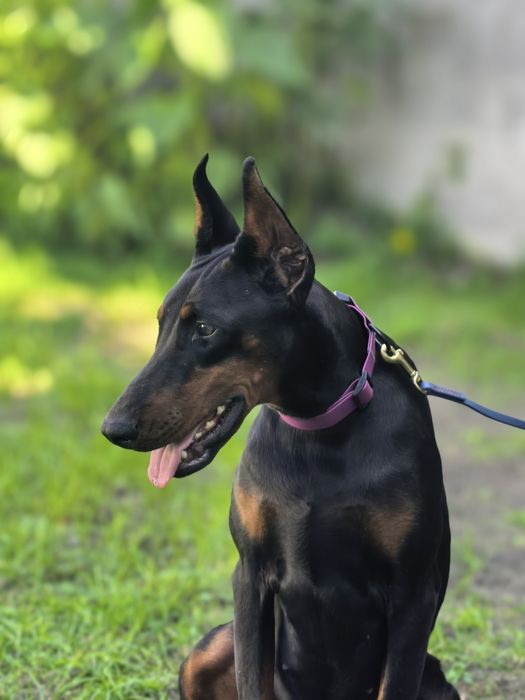 Szczeniak Dobermana
