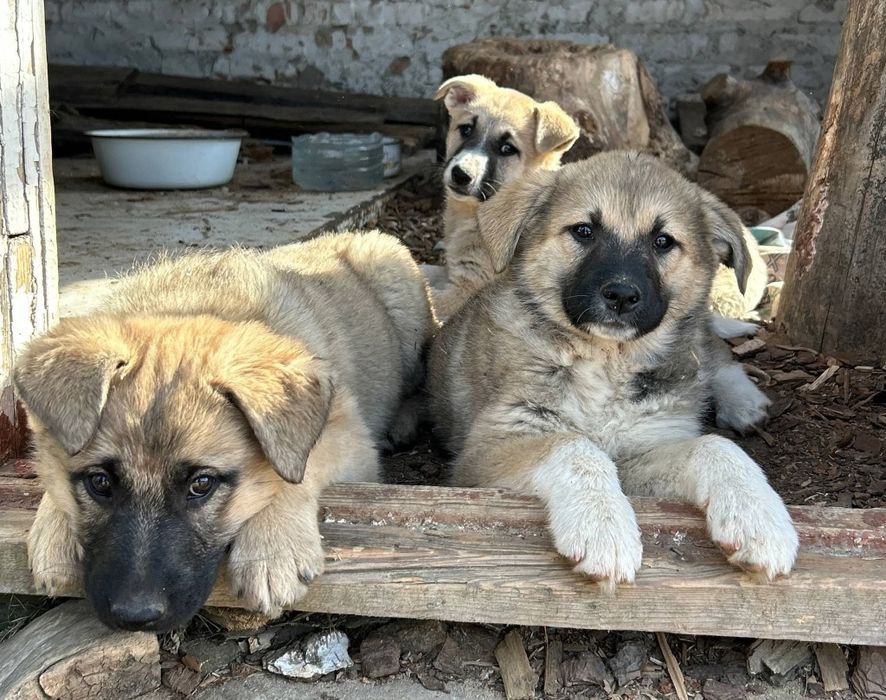 Дівчата цуценята собака