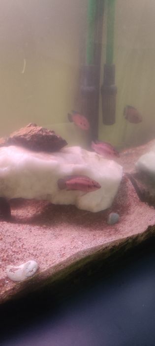 Aquário de água quente