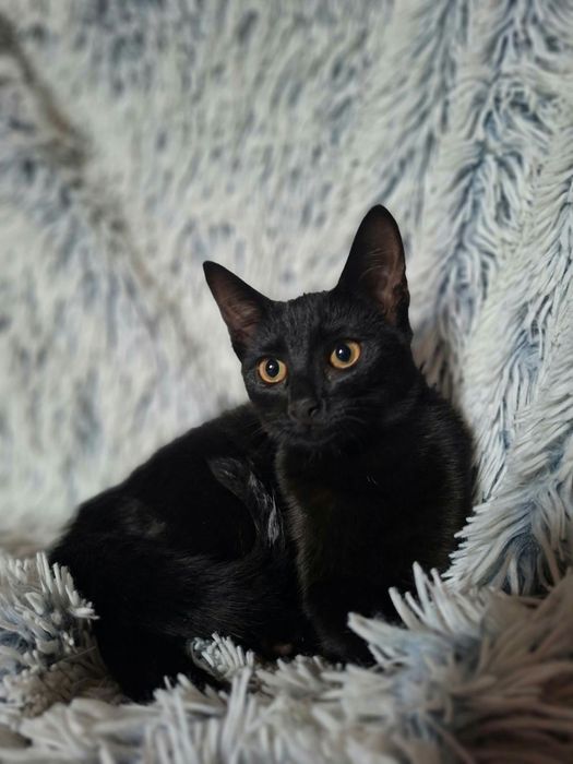 Koteczka do adopcji