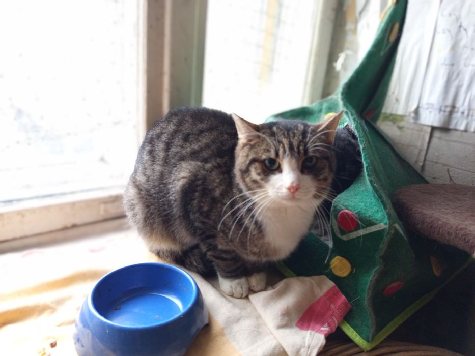 Wykastrowny Migdał poleca się do adopcji