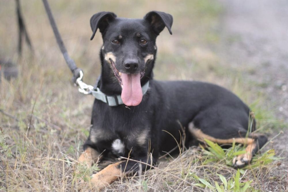 Śliczna, wesoła i energiczna Sonia poleca się do adopcji!