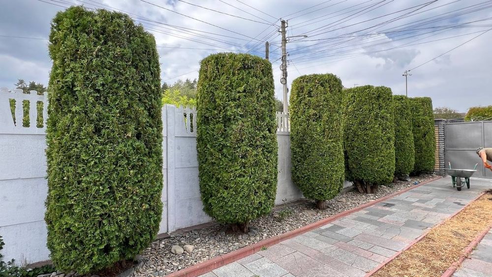 Обрізка плодових, фруктових дерев, обробка дерев, догляд за кущами