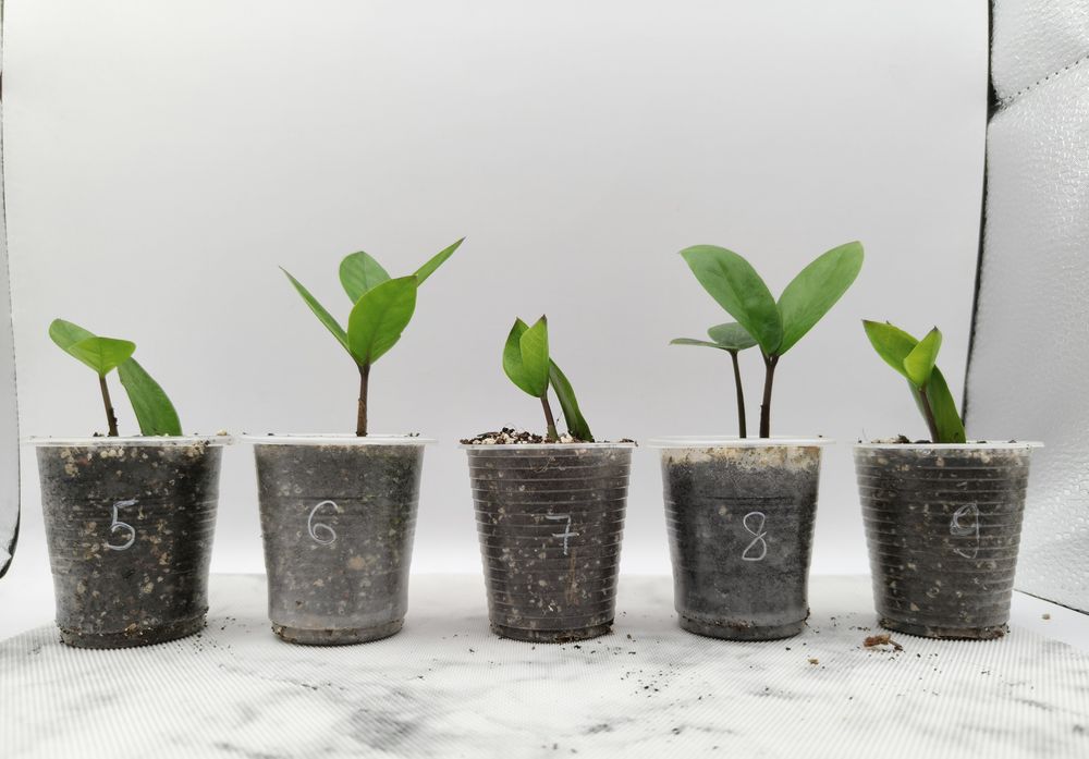 Продам Заміокулькас