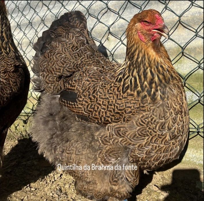 Brahma perdiz dourado / azul