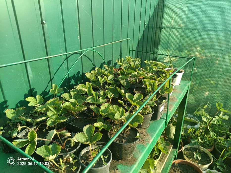 Саженцы клубники