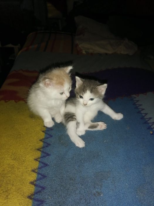 Отдам котят в хорошие руки