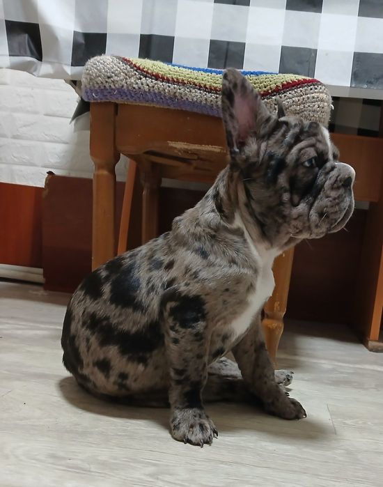 Элитная красуня  в семью