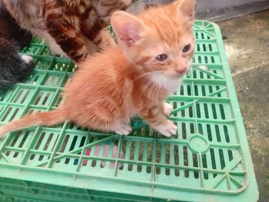 Dou gatinhos bebes