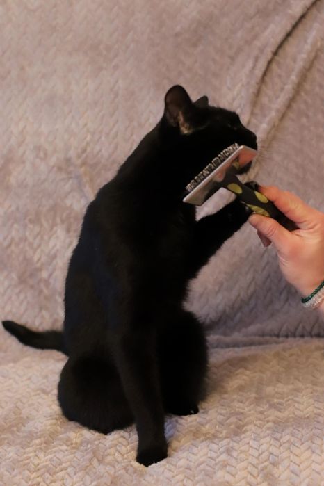 Czarny kotek kocurek