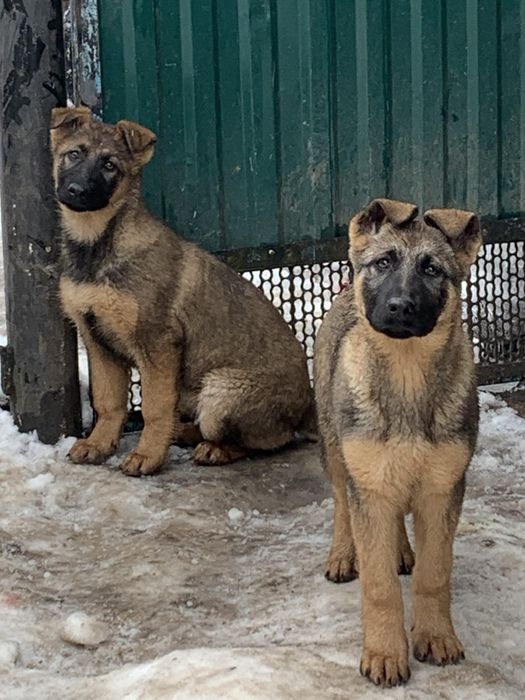 Продаються цуценята.