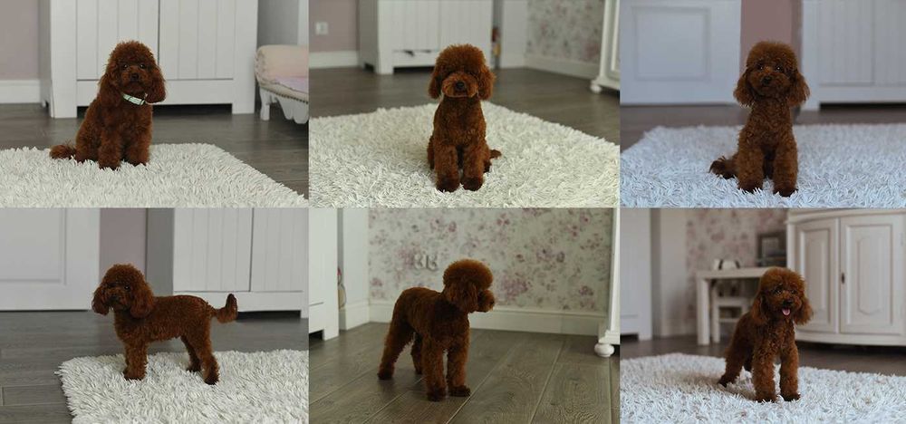 Pudel toy red brown- mini reprroduktor krycie