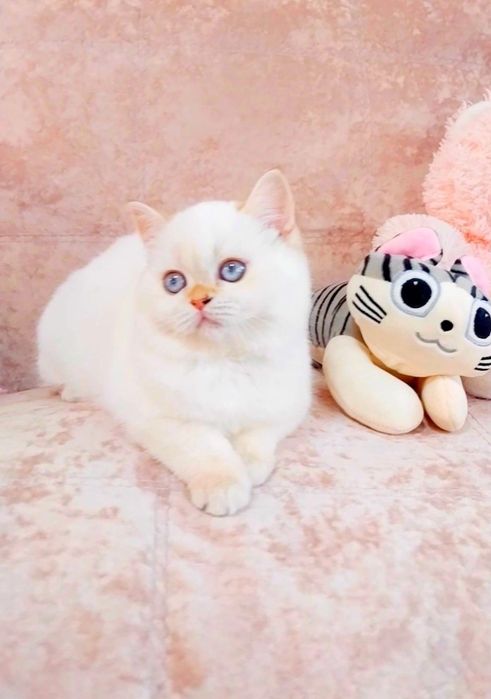 Чарівна манюня Дівчинка шотландська шиншила