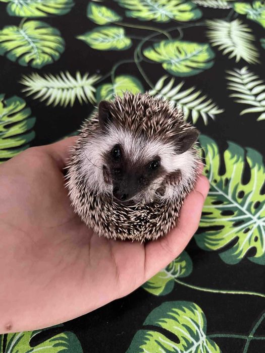 Jeż pigmejski Samczyk - słodki, ciekawski