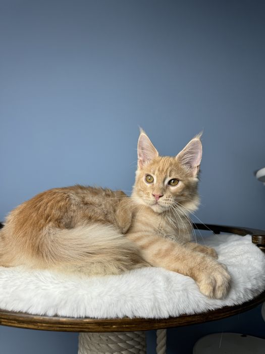 Ласковый лев мальчик мейн кун 3.5 месяца