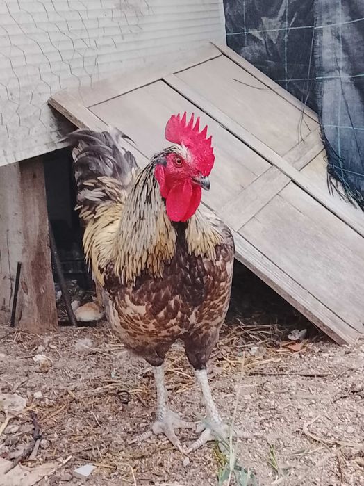 Galo para venda