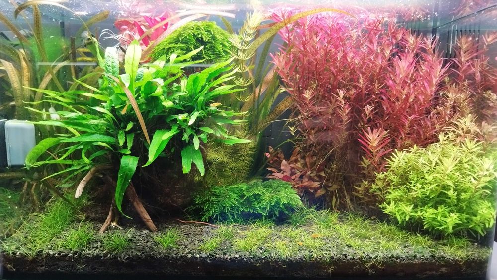 Serwis i zakładanie akwariów – morskich i słodkowodnych