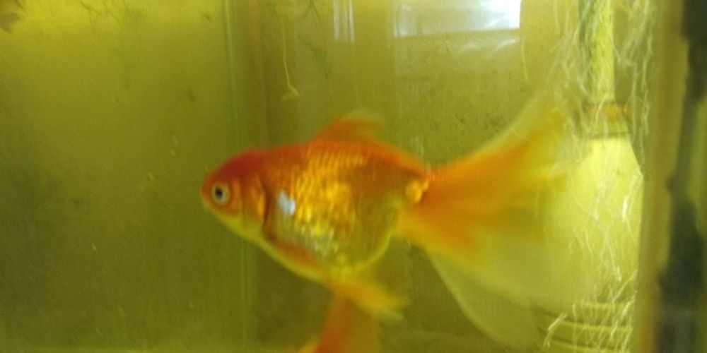 Рибки гурамі, скалярії, молінезії, гупі ті інші