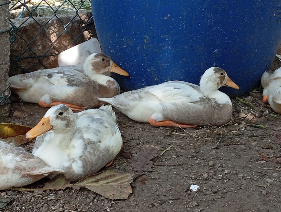 Casal Patos mutação