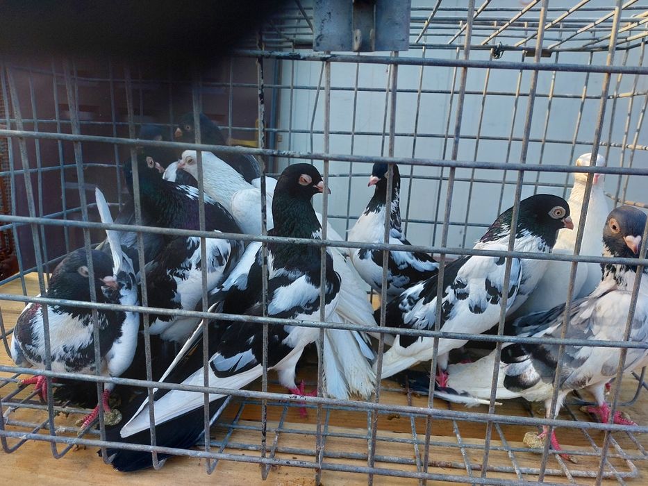 Gołębie sprzedam