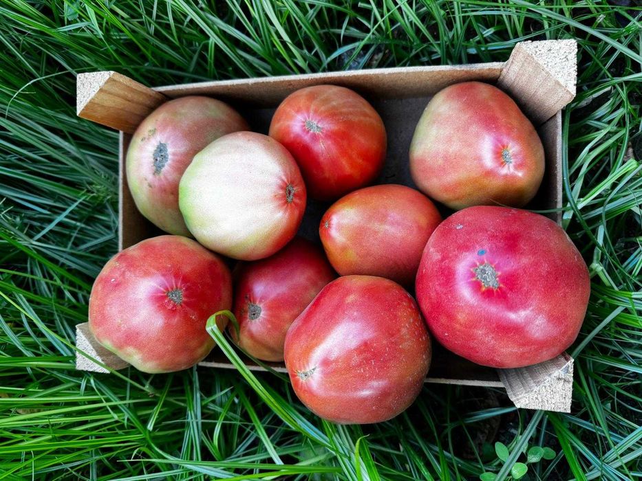 Tomate coração de boi