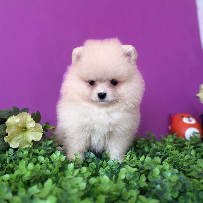 шикарний Ведмедик шоу класу