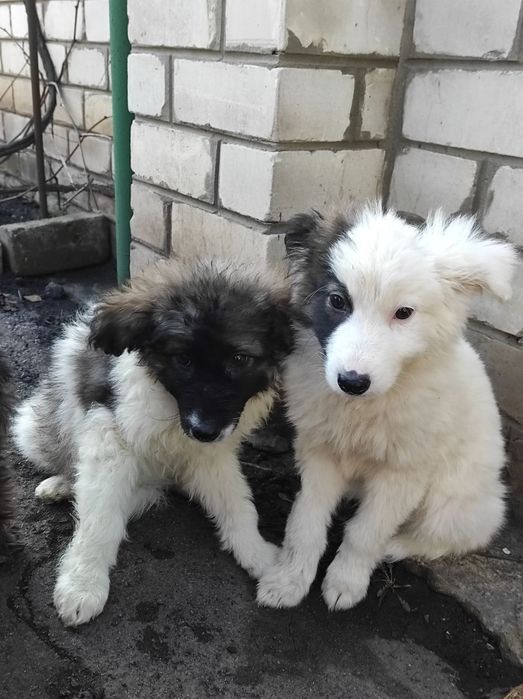 Стёпа в поисках своего человека