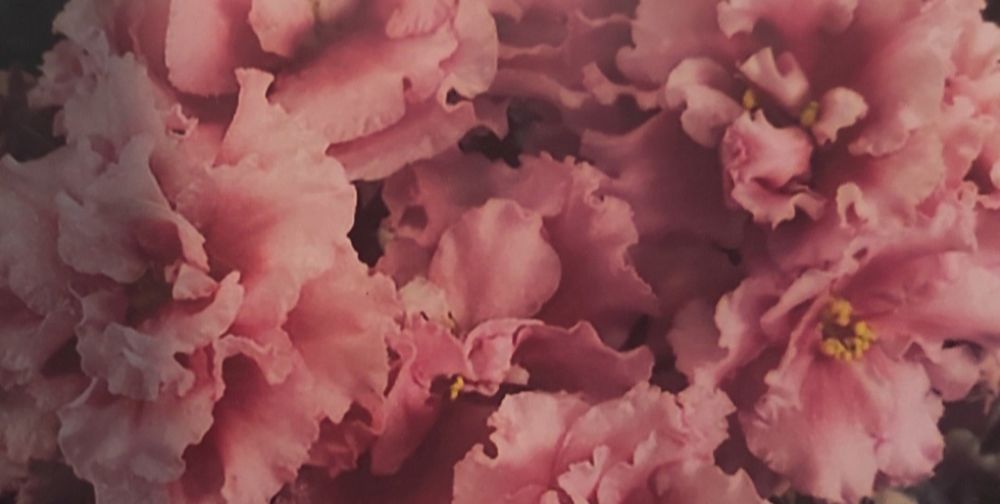 Фіалки сортові дітки. Набір #2 фіалок діток- 4шт