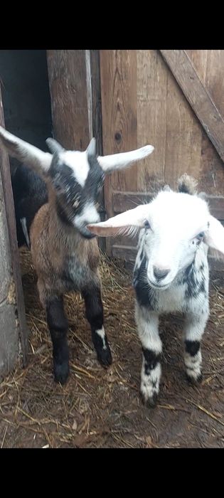 Англонубийские козлята (девочка и мальчик) от высокоудойных родителей