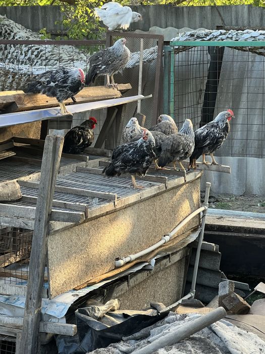 Леггорн Итальянский