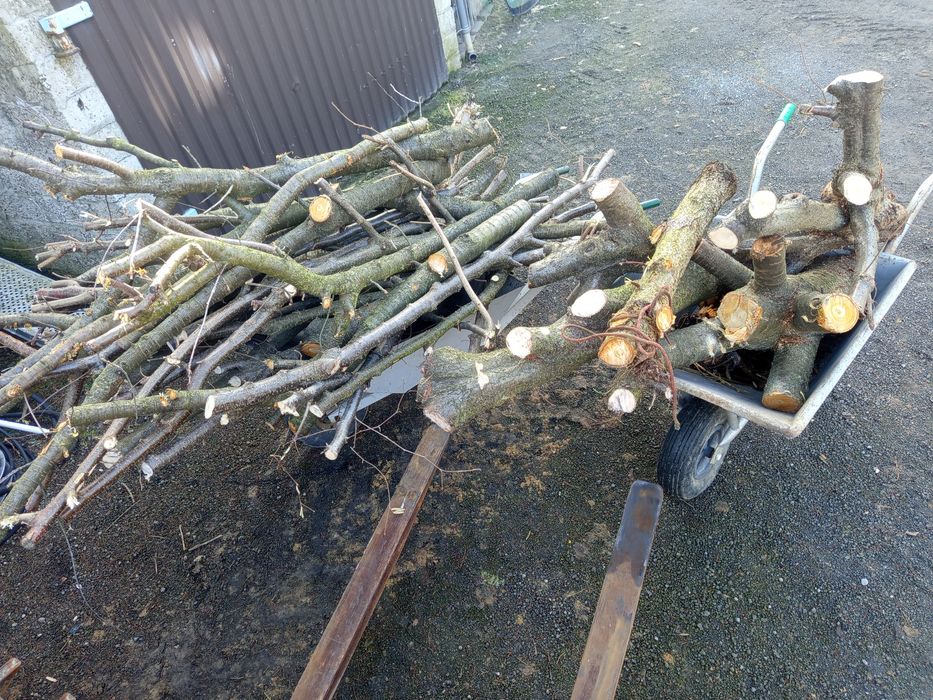 Orzech laskowy Sprzedam