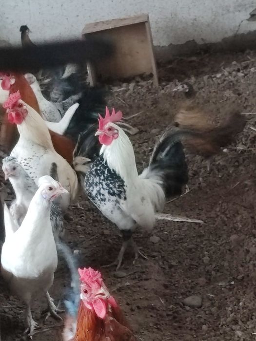 Карликові кури ліліпути