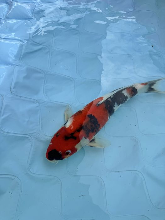 Carpa koi showa .