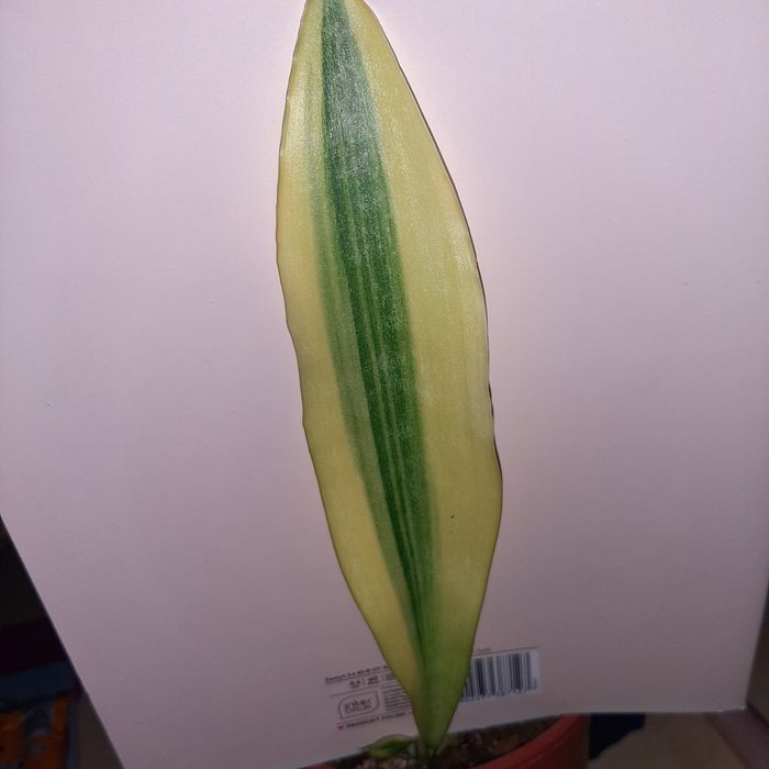 Sansevieria  Yellowstone
