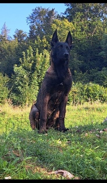 Owczarek Belgijski Malinois