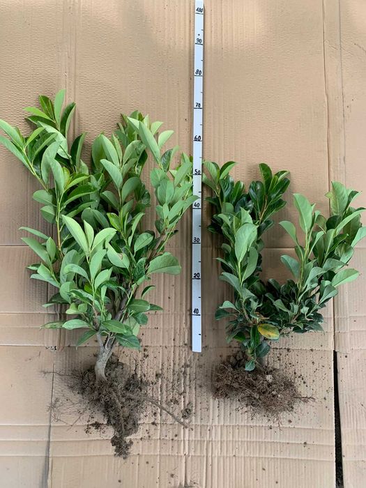 Laurowiśnia Novita sadzonka z gołym korzeniem 40-60 cm. od producenta.