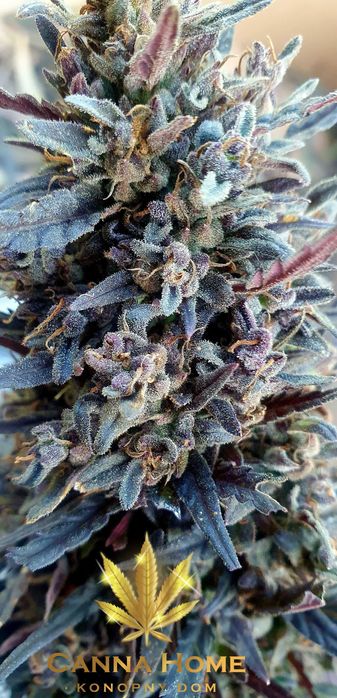 Topy Cannabis Sativa 50g PURPLE CBD CBG THC konopny Full spectrum