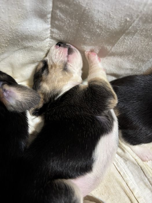 Найкращі цуценятка. Біглята. Бігль