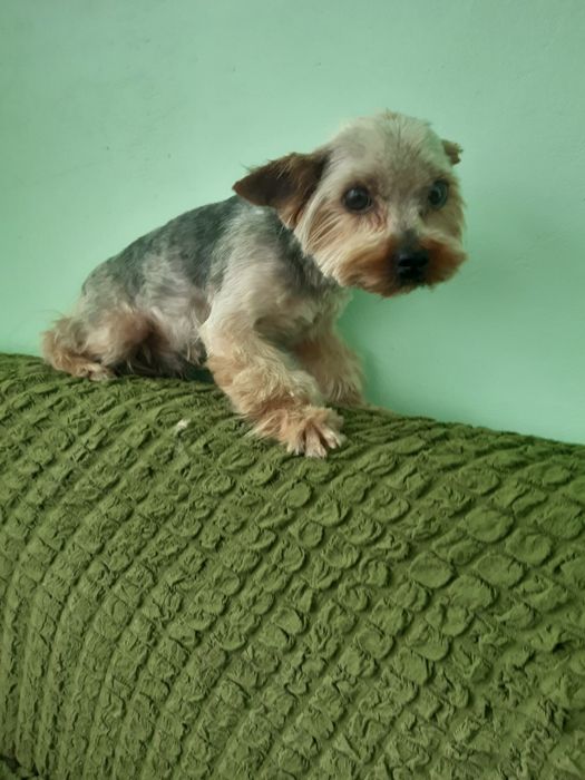 Йорк на вязку приглашает девочек