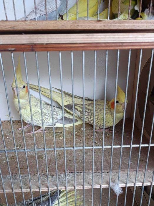 Papugi faliste nimfy 2025