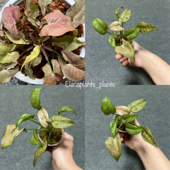 Сингониум Dark Purple, Pink Splash Dark Fat Leaf, Scrambled Eggs