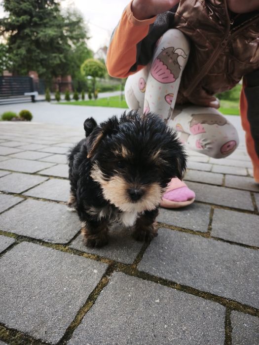 Yorkshire Terrier