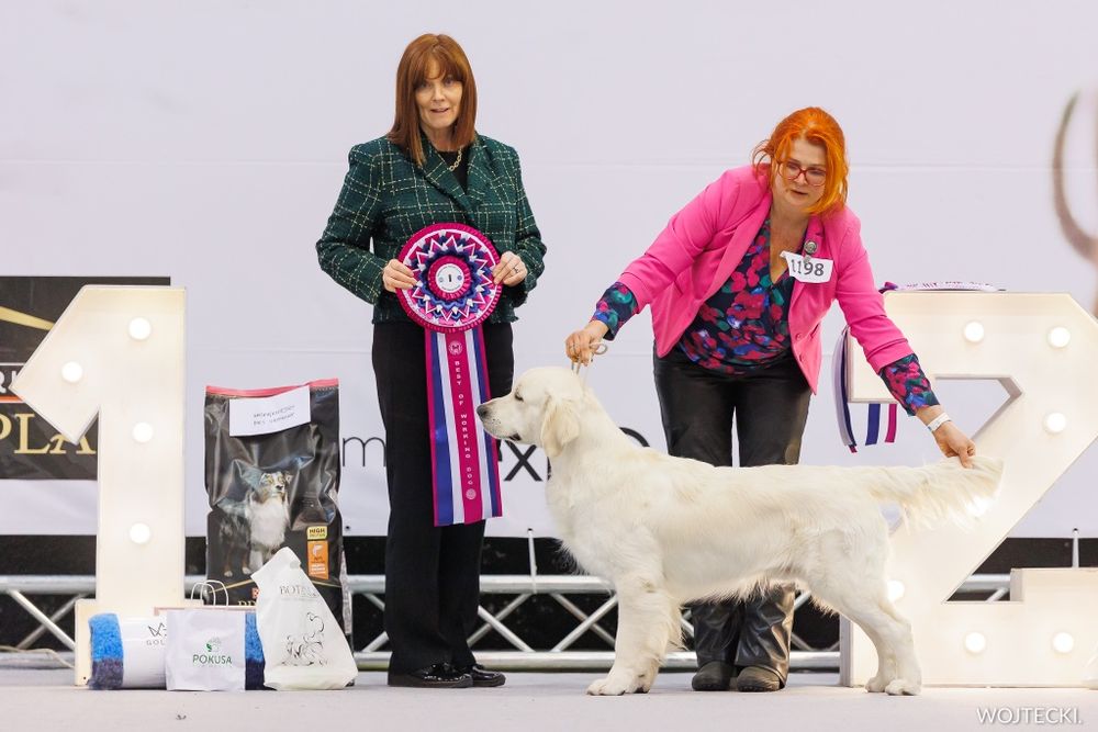 Golden retriever po championach Związek Kynologiczny w Polsce FCI