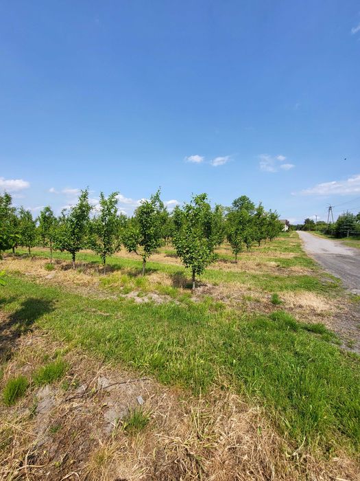 Działka rolna 2 ha z sadem i nawodnieniem – gm. Jasieniec, Stefanków
