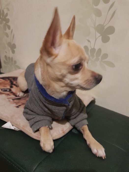 Якісна перетримка/ передержка домашніх улюбленців "Як у себе вдома"