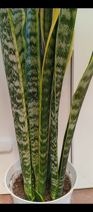 Сансавієрія домашня